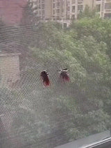 Self-Adhesive Mesh Patch Set