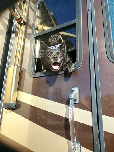 Pet Travel Essentials