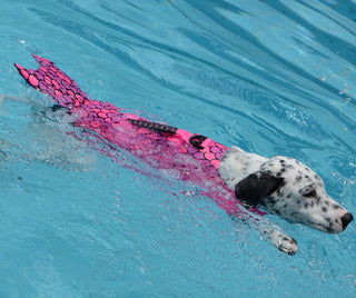 Mermaid Shark Dog Swimming Life