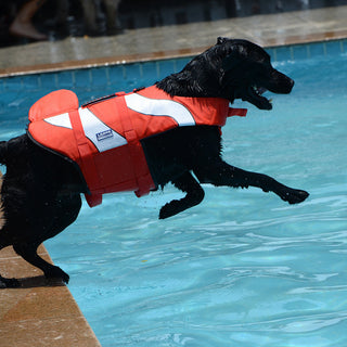 Mermaid Shark Dog Swimming Life