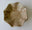 Oyster Shell/Red