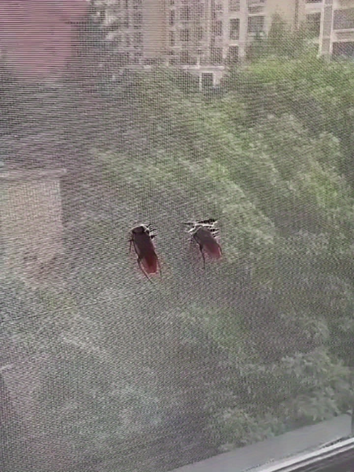 Self-Adhesive Mesh Patch Set